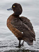 Tufted Duck