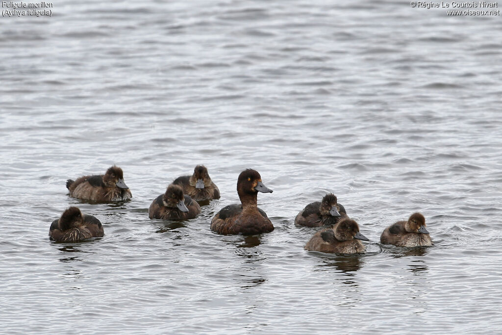 Tufted Duck female, Reproduction-nesting