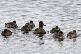 Tufted Duck