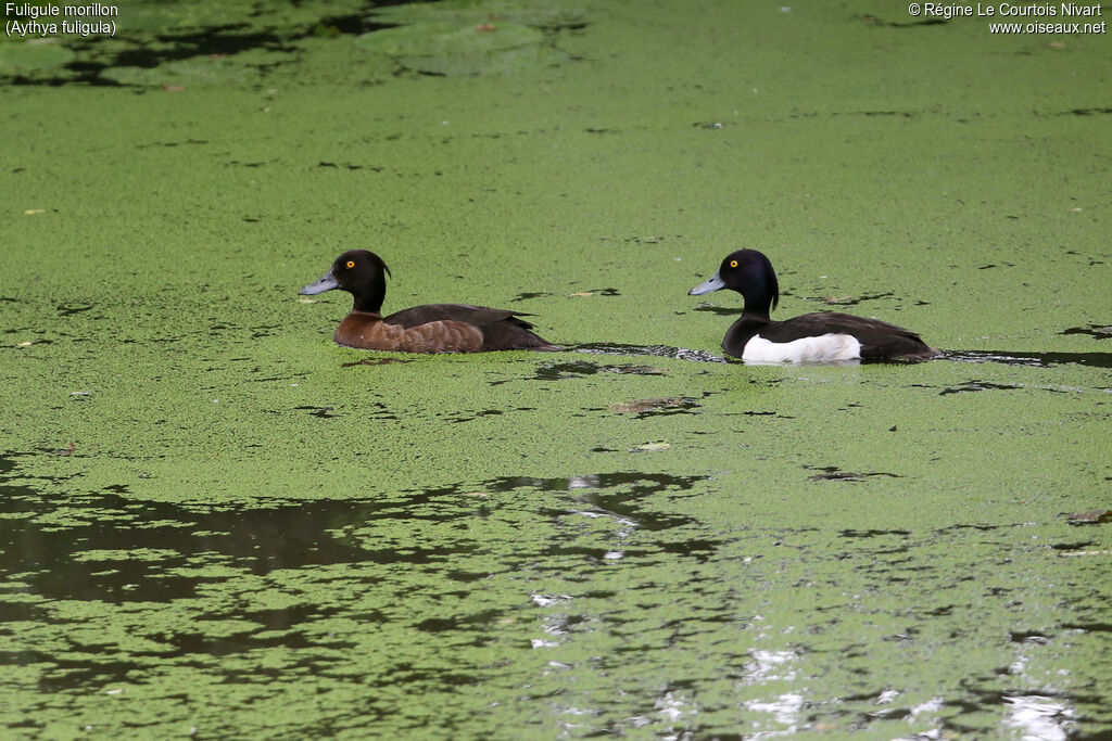 Fuligule morillon