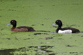 Tufted Duck