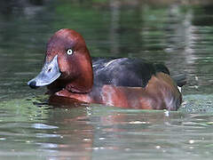 Ferruginous Duck