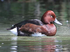 Ferruginous Duck