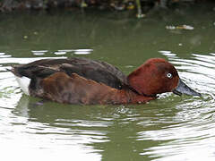 Ferruginous Duck