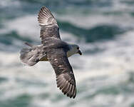 Fulmar boréal