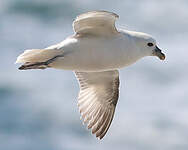 Fulmar boréal