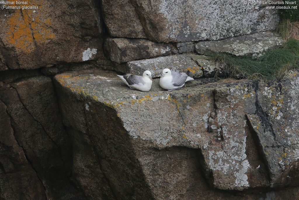 Fulmar boréal