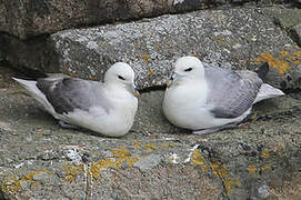 Fulmar boréal