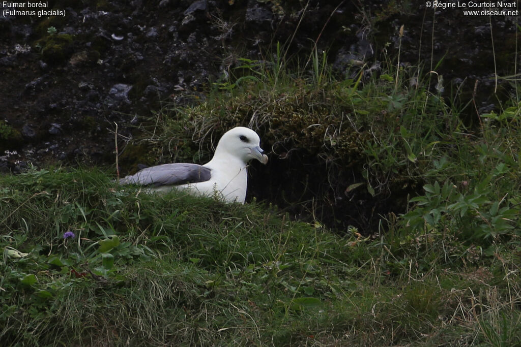 Fulmar boréal