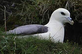 Fulmar boréal