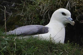 Northern Fulmar