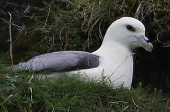 Fulmar boréal