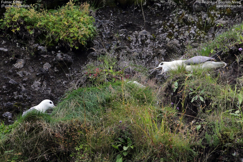 Northern Fulmar