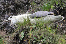 Northern Fulmar