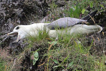 Fulmar boréal