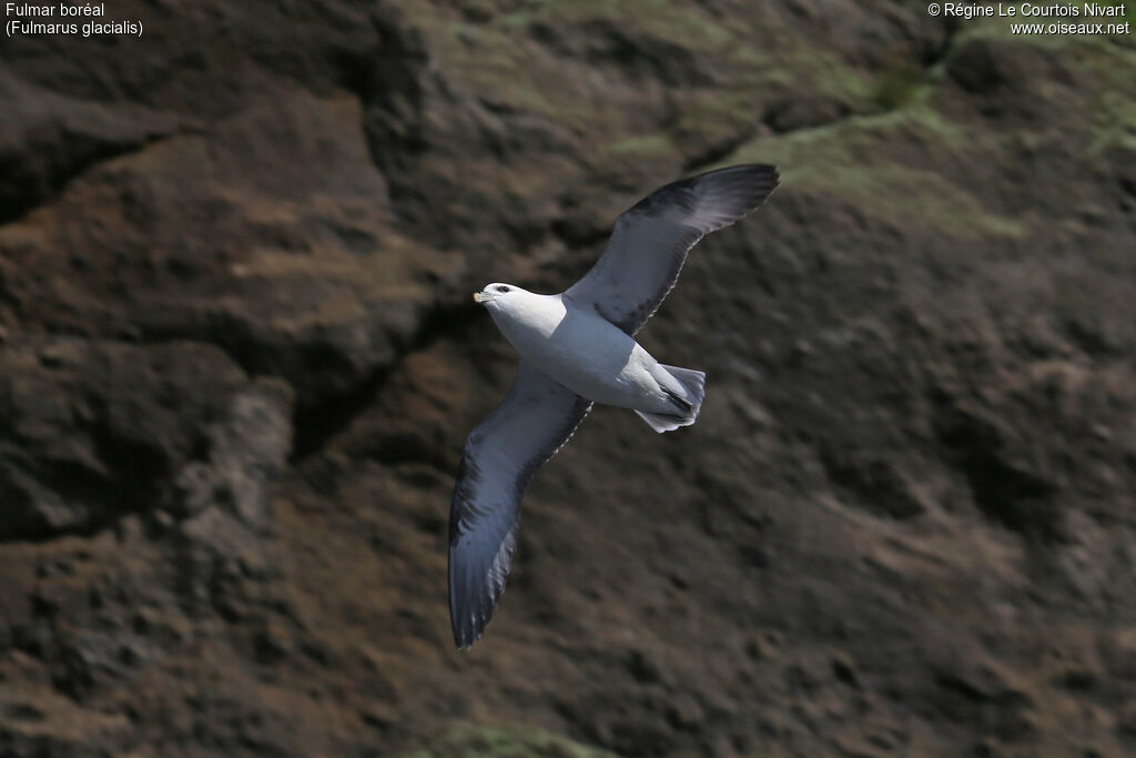 Fulmar boréal