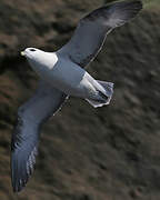 Fulmar boréal