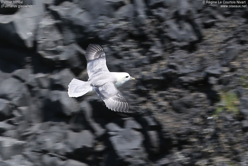 Fulmar boréal