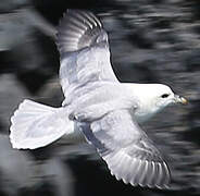 Fulmar boréal