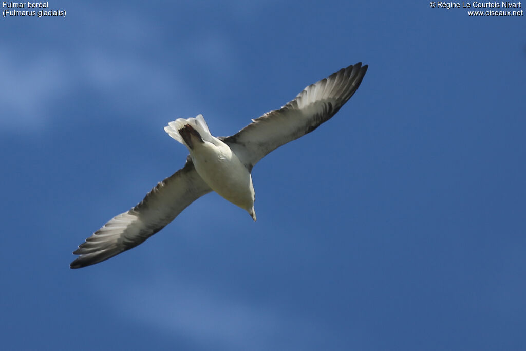 Fulmar boréal