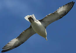 Fulmar boréal