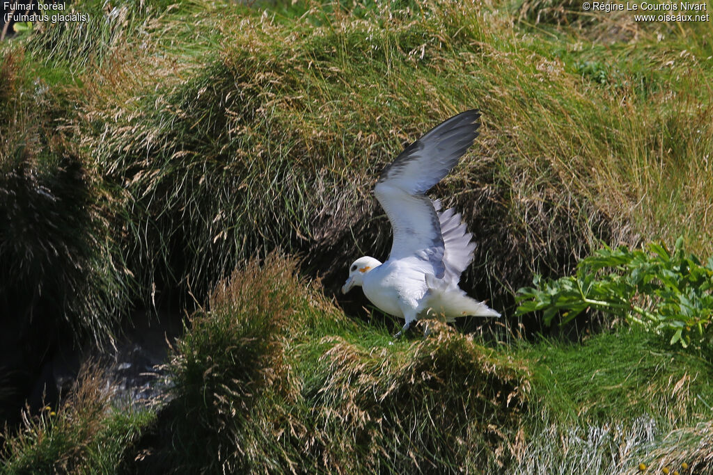 Northern Fulmar