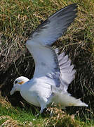 Northern Fulmar