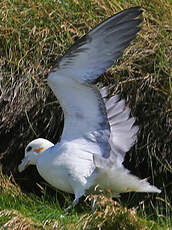 Fulmar boréal