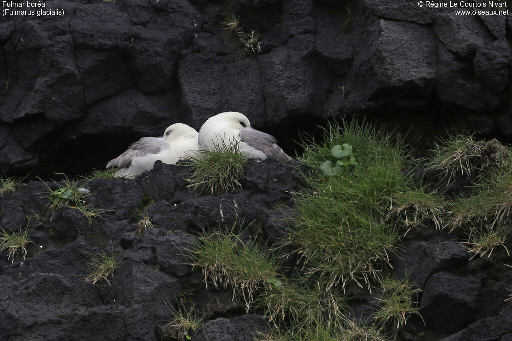 Fulmar boréal