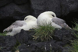 Fulmar boréal