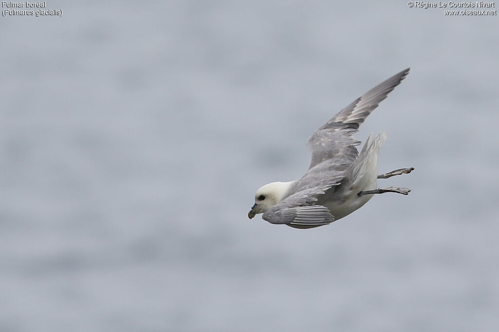 Northern Fulmar