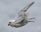 Fulmar boréal