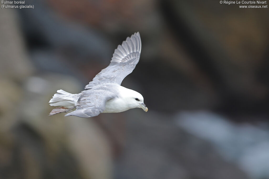 Fulmar boréal