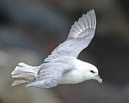 Fulmar boréal