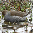 Gallinule à face noire