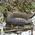 Gallinule à face noire