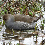 Gallinule à face noire