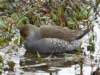 Gallinule à face noire
