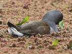 Gallinule à face noire