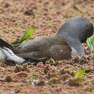 Gallinule à face noire