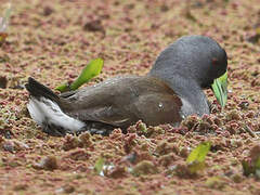 Gallinule à face noire