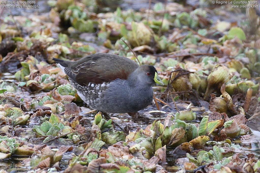 Gallinule à face noire