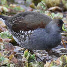 Gallinule à face noire