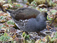 Gallinule à face noire
