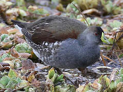 Gallinule à face noire