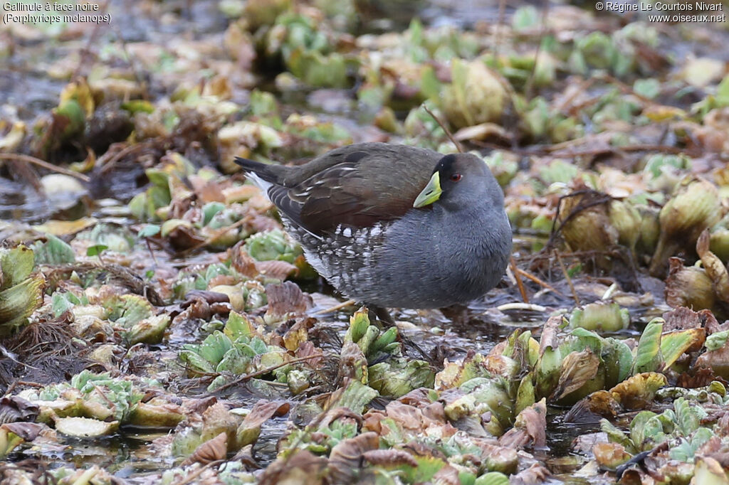 Spot-flanked Gallinule