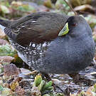 Gallinule à face noire