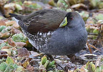 Gallinule à face noire