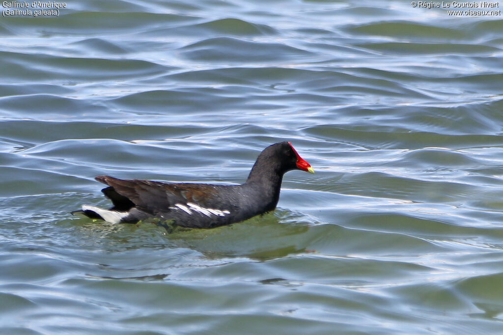 Gallinule d'Amériqueadulte