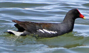 Common Gallinule